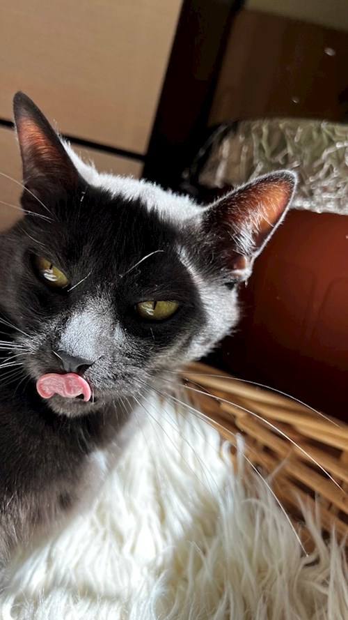 Trîncă- petsitter Cluj-Napoca or Pet nanny for dogs cats