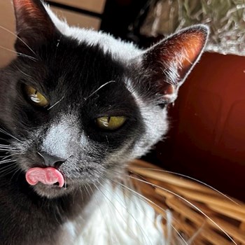 thumbnail petsitter Cluj-Napoca or pet nanny for dogs cats