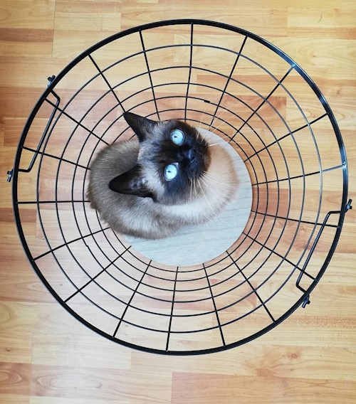 Trîncă- petsitter Cluj-Napoca or Pet nanny for dogs cats