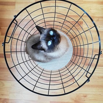 thumbnail petsitter Cluj-Napoca or pet nanny for dogs cats