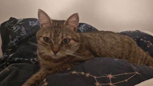 Stefania- petsitter București or Pet nanny for cats