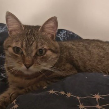 thumbnail petsitter București or pet nanny for cats