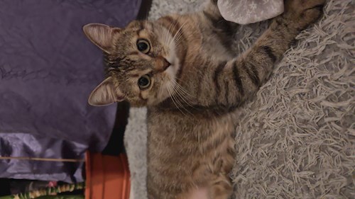 Stefania- petsitter București or Pet nanny for cats