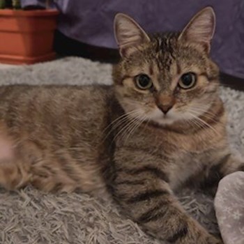 thumbnail petsitter București or pet nanny for cats