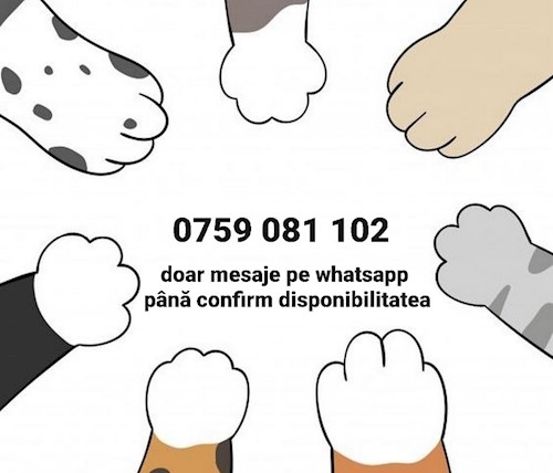 Ema- petsitter Timișoara or Pet nanny for dogs cats