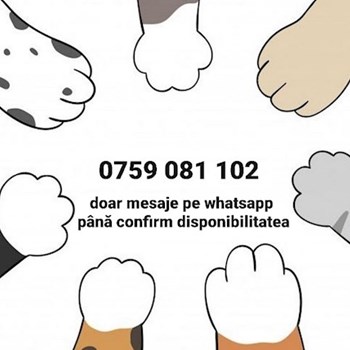 thumbnail petsitter Timișoara or pet nanny for dogs cats