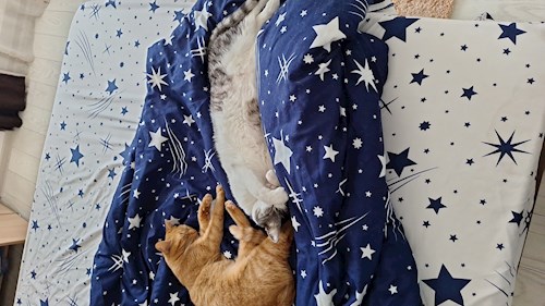 Mihalache- petsitter Valea Lupului or Pet nanny for dogs cats