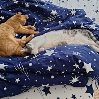 thumbnail petsitter Valea Lupului or pet nanny for dogs cats