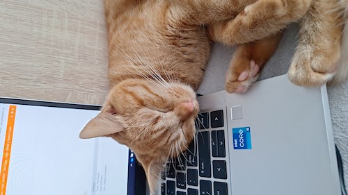 Mihalache- petsitter Valea Lupului or Pet nanny for dogs cats