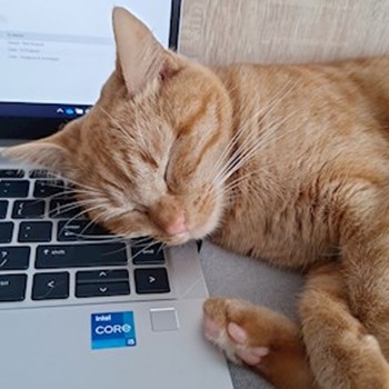 thumbnail petsitter Valea Lupului or pet nanny for dogs cats