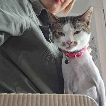 thumbnail petsitter Valea Lupului or pet nanny for dogs cats