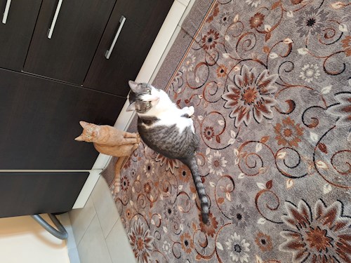 Mihalache- petsitter Valea Lupului or Pet nanny for dogs cats