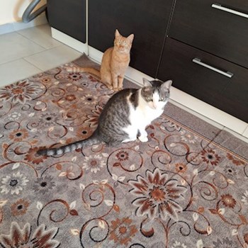 thumbnail petsitter Valea Lupului or pet nanny for dogs cats