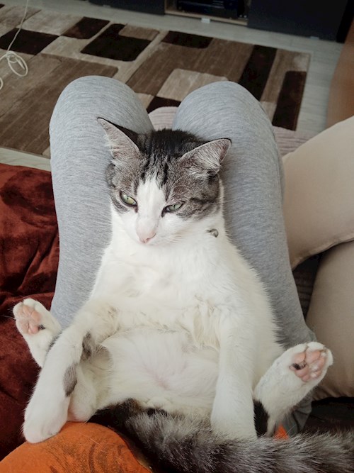 Mihalache- petsitter Valea Lupului or Pet nanny for dogs cats