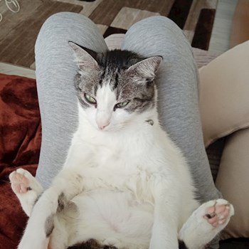 thumbnail petsitter Valea Lupului or pet nanny for dogs cats