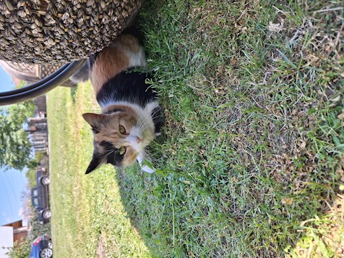 Mihalache- petsitter Valea Lupului or Pet nanny for dogs cats