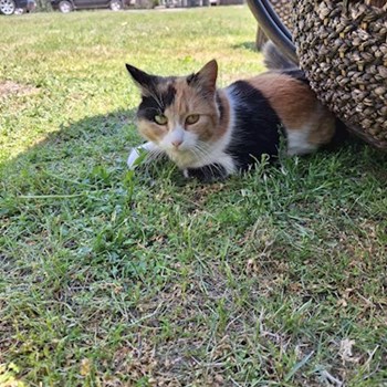 thumbnail petsitter Valea Lupului or pet nanny for dogs cats