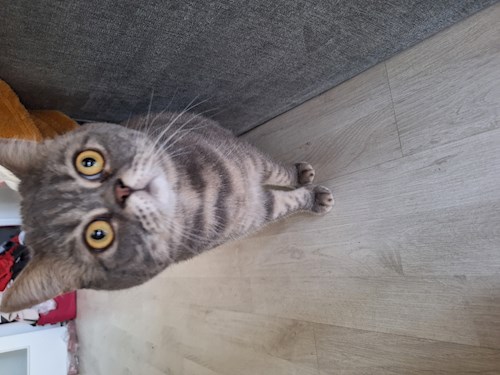 Mihalache- petsitter Valea Lupului or Pet nanny for dogs cats