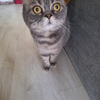 thumbnail petsitter Valea Lupului or pet nanny for dogs cats