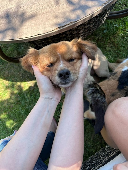 Mihalache- petsitter Valea Lupului or Pet nanny for dogs cats