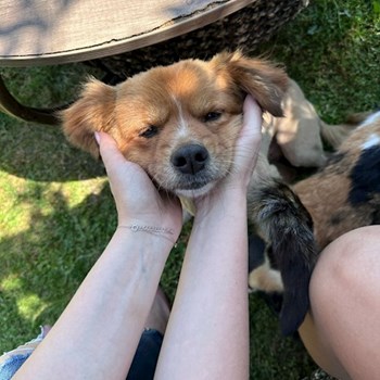 thumbnail petsitter Valea Lupului or pet nanny for dogs cats