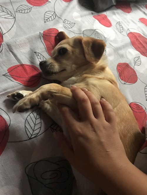 Nicola- petsitter București sau Bonă pentru animale pentru câini pisici