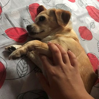 thumbnail petsitter București sau bonă pentru animale pentru câini pisici