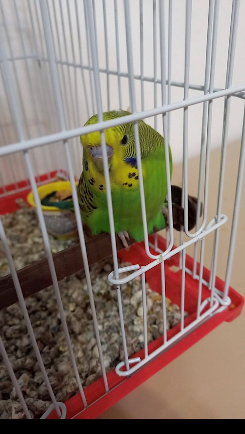 Nicola- petsitter București sau Bonă pentru animale pentru câini pisici