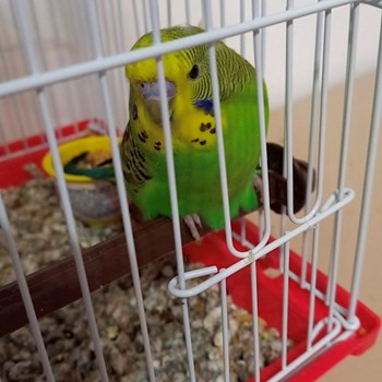 thumbnail petsitter București sau bonă pentru animale pentru câini pisici