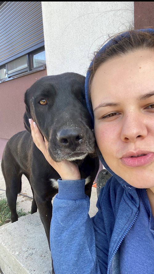 Nicola- petsitter București sau Bonă pentru animale pentru câini pisici