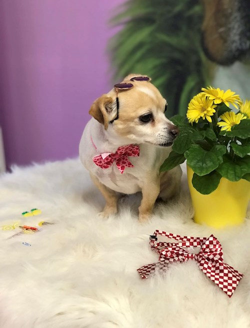 Nicola- petsitter București sau Bonă pentru animale pentru câini pisici