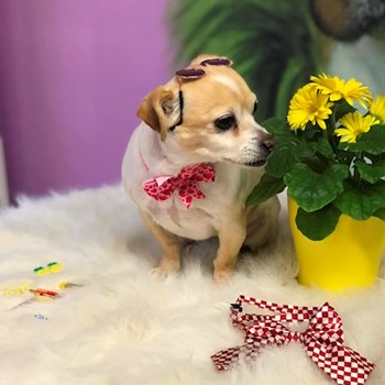 thumbnail petsitter București sau bonă pentru animale pentru câini pisici