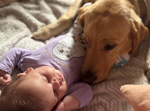 Nicola- petsitter București sau Bonă pentru animale pentru câini pisici