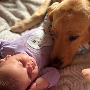 thumbnail petsitter București sau bonă pentru animale pentru câini pisici