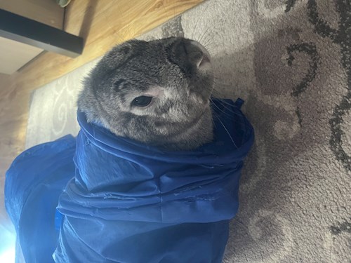 Marinescu- petsitter Chiajna vagy Állat szitter a kutyák cicák 