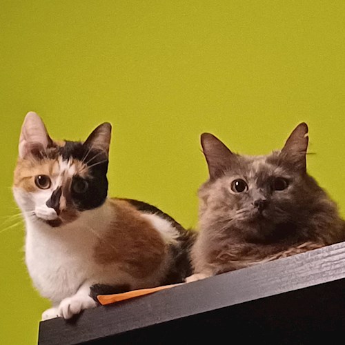 Melania-Georgiana- petsitter Cluj-Napoca or Pet nanny for dogs cats