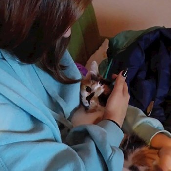 thumbnail petsitter Cluj-Napoca or pet nanny for dogs cats