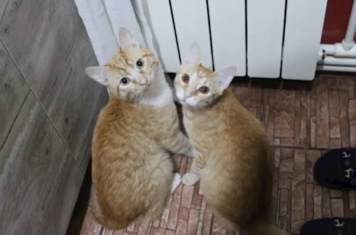 Melania-Georgiana- petsitter Cluj-Napoca or Pet nanny for dogs cats