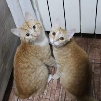 thumbnail petsitter Cluj-Napoca or pet nanny for dogs cats