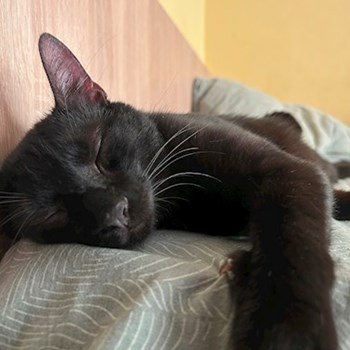 thumbnail petsitter Bragadiru or pet nanny for dogs cats