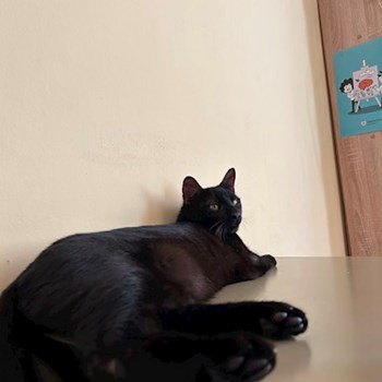 thumbnail petsitter Bragadiru or pet nanny for dogs cats