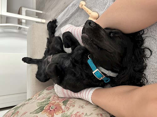 Malina- petsitter București sau Bonă pentru animale pentru