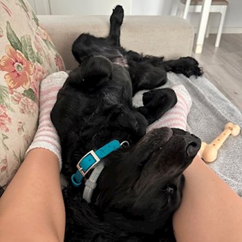 thumbnail petsitter București sau bonă pentru animale pentru