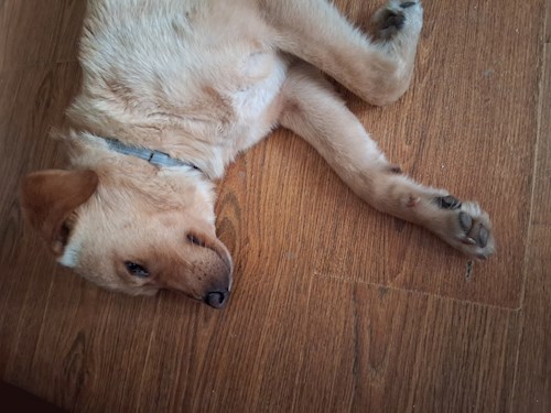 Dan- petsitter București sau Bonă pentru animale pentru câini pisici 