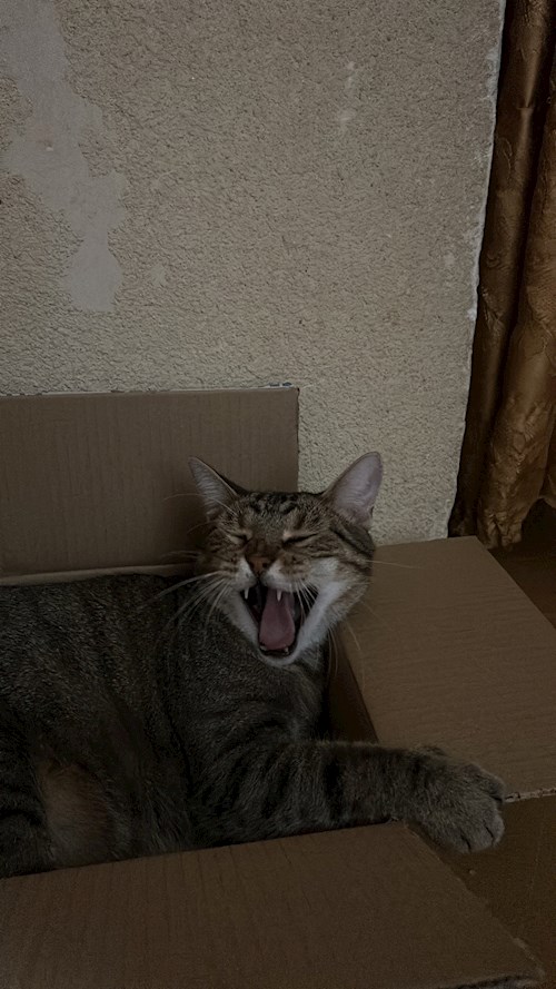 Arianna- petsitter Otopeni sau Bonă pentru animale pentru câini pisici