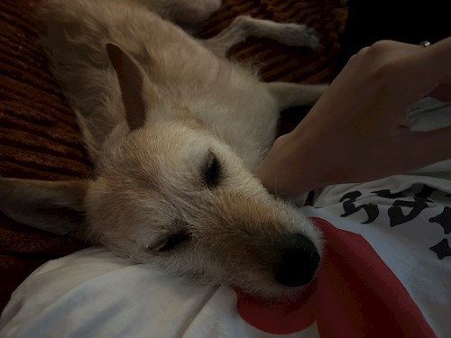 Arianna- petsitter Otopeni sau Bonă pentru animale pentru câini pisici