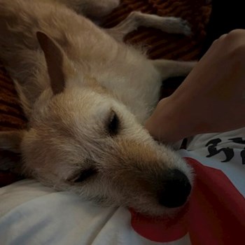 thumbnail petsitter Otopeni sau bonă pentru animale pentru câini pisici