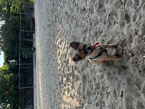 Arianna- petsitter Otopeni sau Bonă pentru animale pentru câini pisici