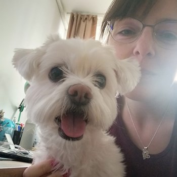 thumbnail petsitter București sau bonă pentru animale pentru câini pisici