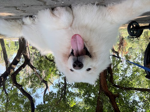 Nicu- petsitter București sau Bonă pentru animale pentru câini pisici